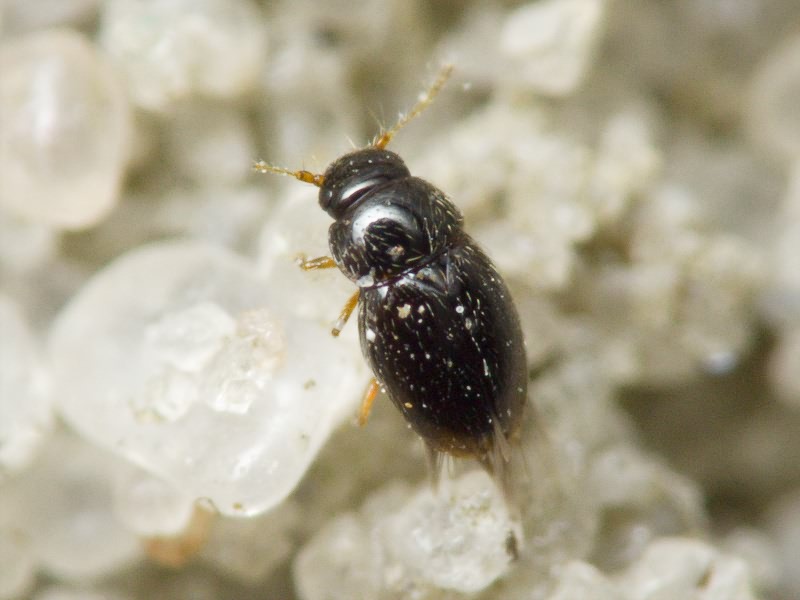 Ptenidium Erichson, 1845